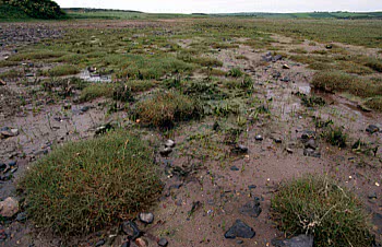 saltmarsh grass habitat